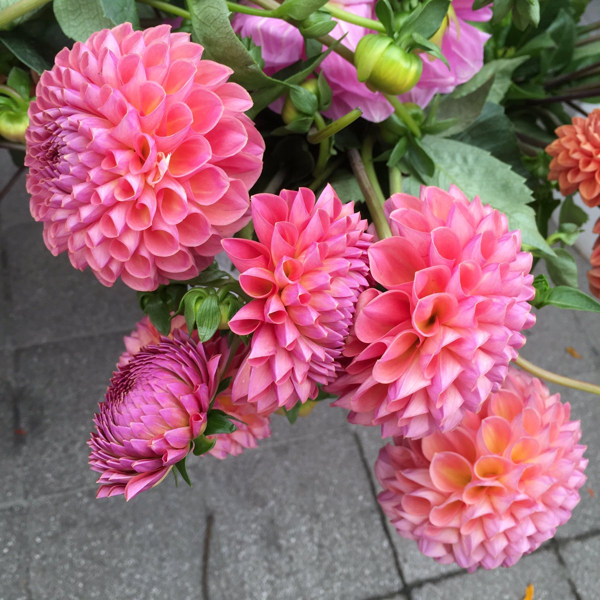 sisoosarah's tweet image. California...you got it going on. 🌸✨☀️🙌🏼🌺🌷🌻 #thesarahjohnsonflorals