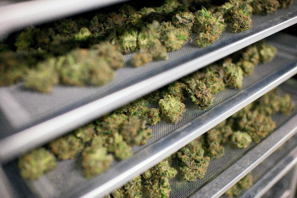 Study: Marijuana compounds could protect brain cells from Alzheimer's forbes.com/sites/daviddis…