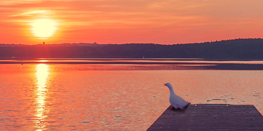 aflac's tweet image. That sunset though. 🌅  #DuckLife