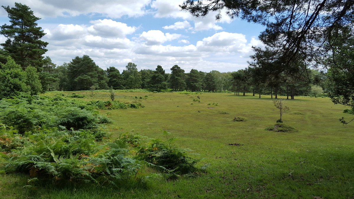 NewForestArch's tweet photo. #OrdnanceSurvey #Volunteers working as human scales to help show planting mounds of old ornamental avenue #NewForest https://t.co/yx5eEb3WS4