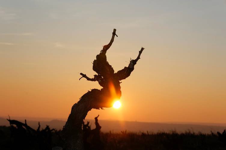 Outstanding wines from the only cooperative in Chateauneuf du Pape ow.ly/mIvp301WGcE #tourdefrance #rhone
