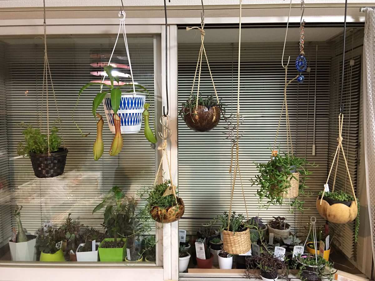 めぽ ヤシの実は百均のセリアで購入しました W 他のは程よいカゴに紐結んだだけの物です W ヤシの実可愛いですよねぇ W お気に入りで買い占めたらもぅ入荷しないみたいでちょっとしょんぼりしました W