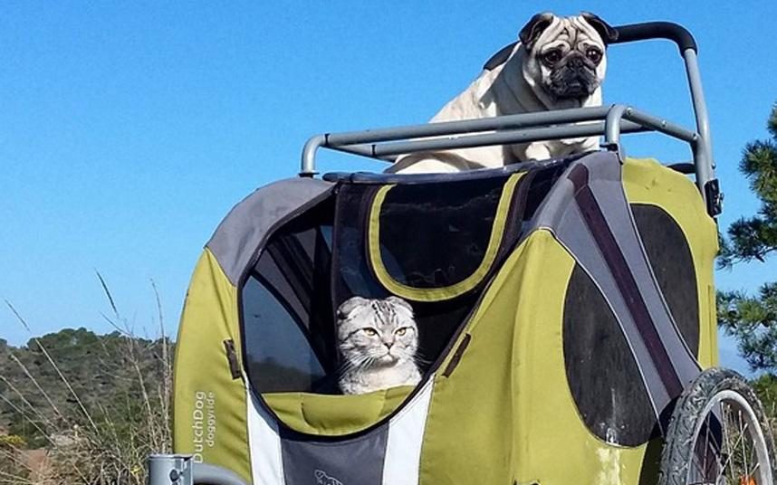 Tribearound's tweet photo. Adventurous pug &amp; cat who explore the great outdoors with their owners https://t.co/xdsglBISfy #adventure #travel https://t.co/fXNoN5iUUI