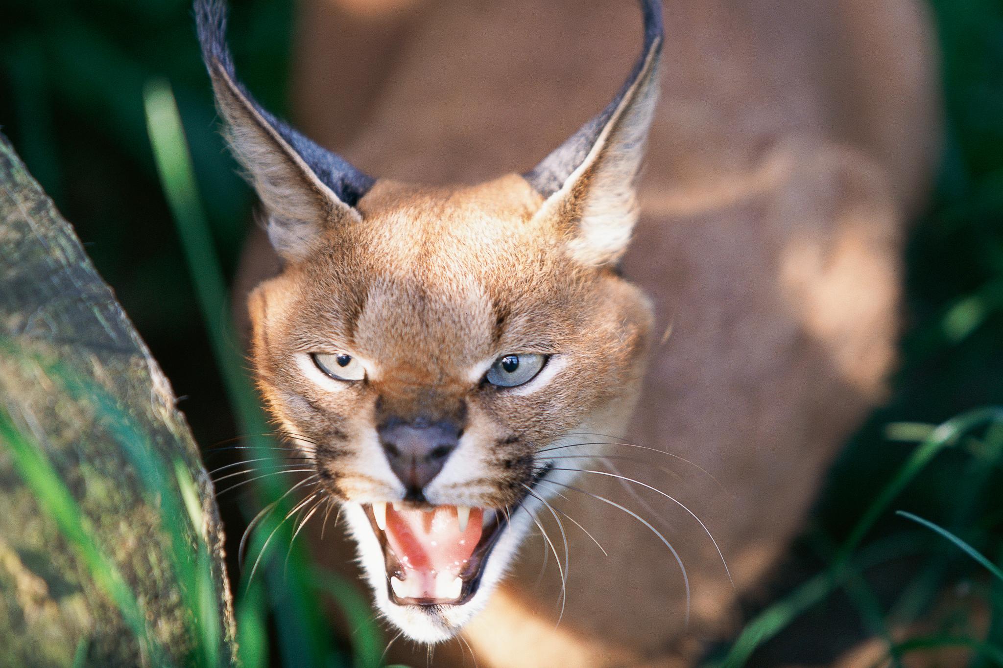 Caracal, caracal caracal, 6 meses de idade