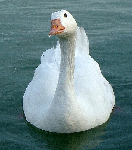 hamandgoose's tweet photo. Goose and I are sad about the final #RoyalFarewell tonight. But it's been a great run. https://t.co/P1sJ8U6Wth
