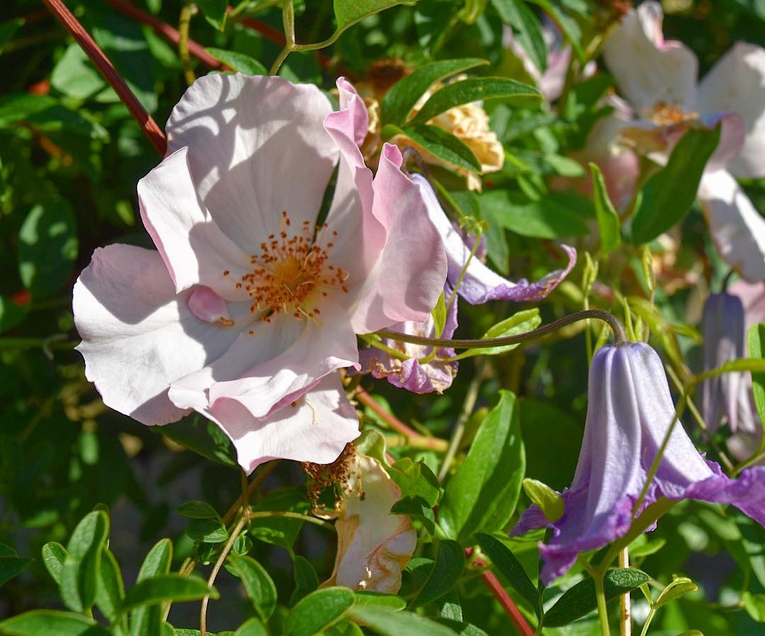 GardenCollage's tweet photo. Another fantastic pair - #roses+#clematis. #gardens #gardencollage https://t.co/XwjcksUtFq https://t.co/T3SlmxJmB2