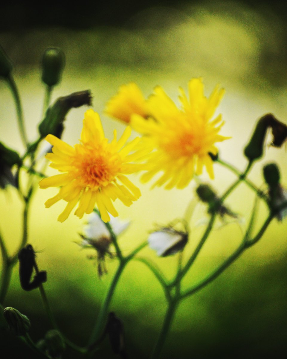 GreenSleevesCC's tweet image. Thirsty for some #dandelionwine? Found out it would take a 5 gallon bucker full of ONLY pedals to #catchabuzz