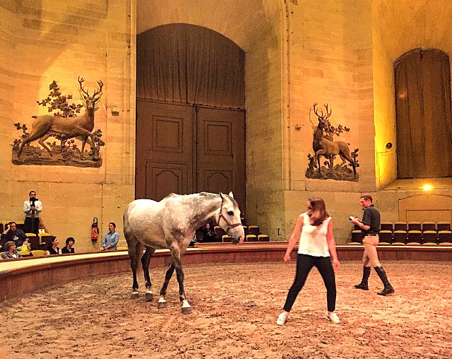 adesidees's tweet photo. #uedrh en direct : On teste l'equicoaching ! 🐎 "Le comportement animal est le miroir de l'humain" @lesgrandesecuries https://t.co/B8TGtH6Ruw