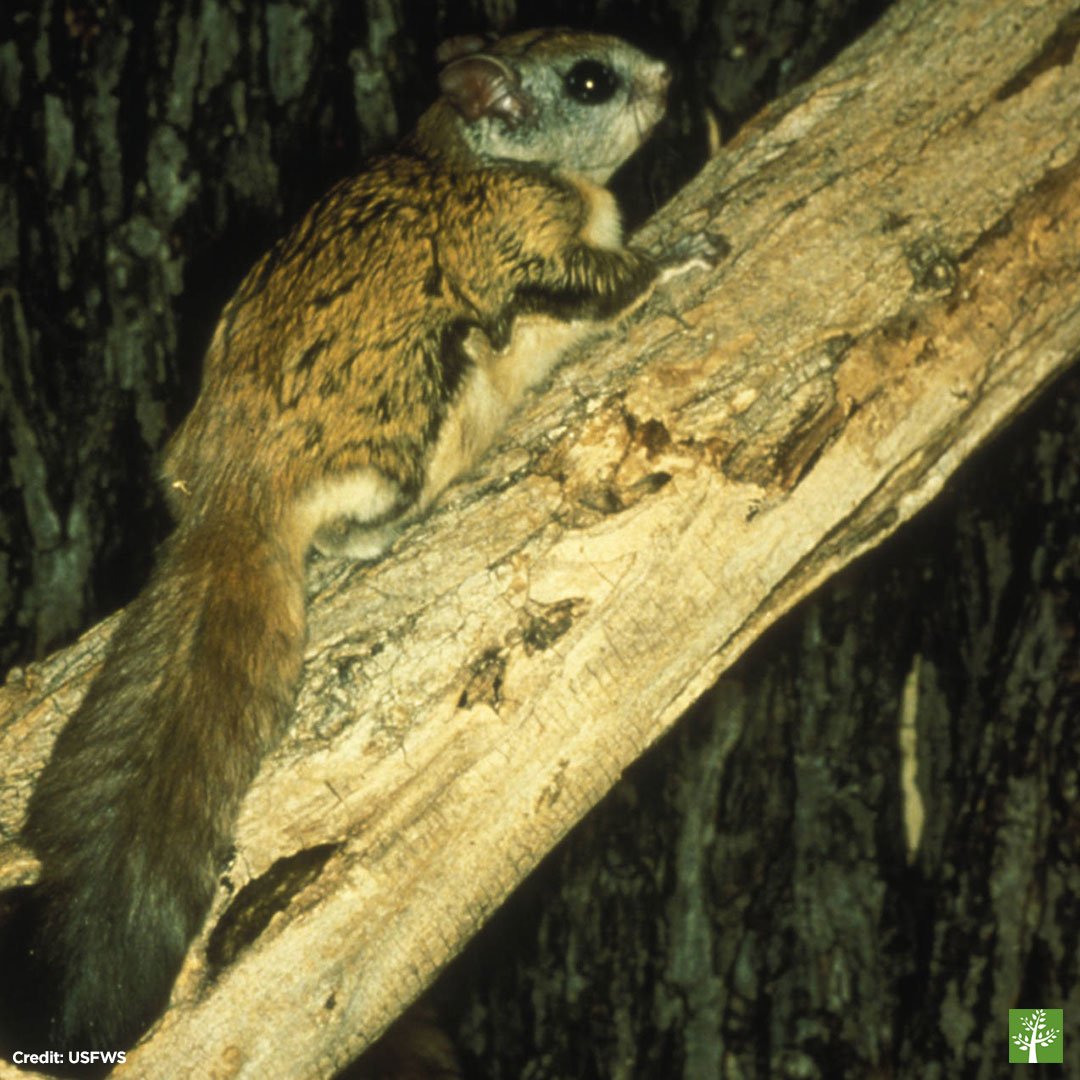 AmericanForests's tweet photo. Happy #WildlifeWednesday to the Virginia Northern flying squirrel! Once endangered, they were delisted in 2008! https://t.co/GdEsVTjzKQ