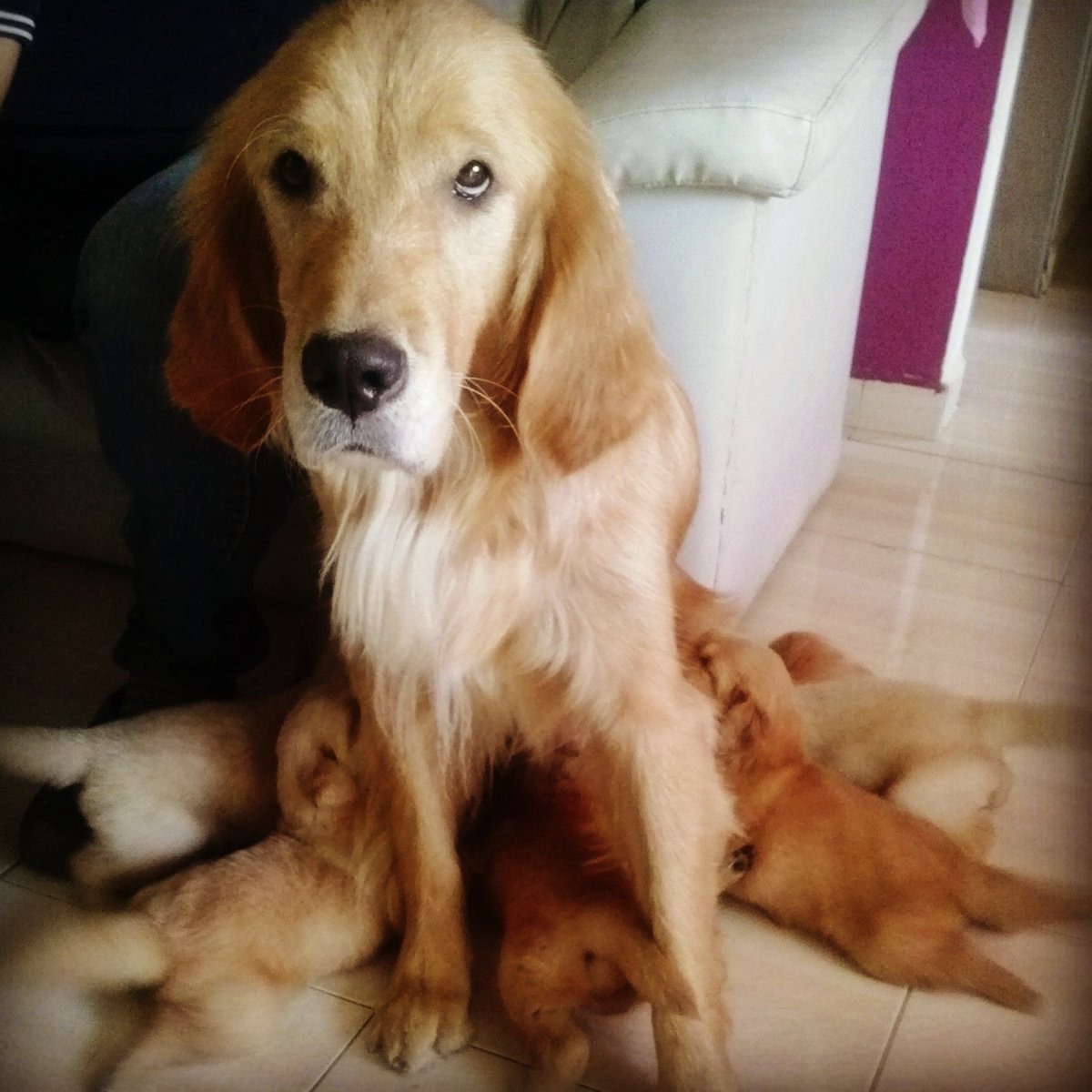 vanessaparada24's tweet photo. Los consentidos cumpliendo un mes @LaBomba_Televen. #celebraconlabomba. #goldenretriever https://t.co/WaGNrjla49