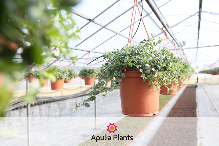 ApuliaPlants's tweet photo. #ApuliaPlants produce 150 essenze all’anno, con l’obiettivo di offrire piante in vaso sempre esclusive ed originali. https://t.co/0HkVTVBNC6