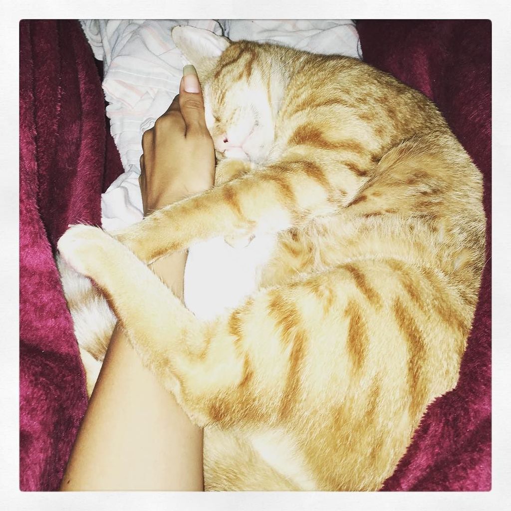 AmyQm's tweet photo. #NiCómoDecirteQueNo te quedes conmigo a dormir .. Con esa carita 😻 #catlover #OmegaTheCat @alfayomegapets … https://t.co/JDSBm8FFSS