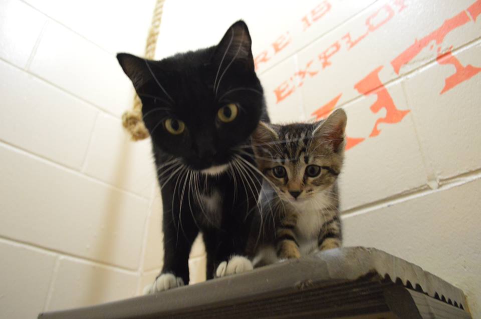 Rescue pets aren't 'bad' pets just very unlucky. Visit your local rescue centre today &amp; save a life! #AdoptDontShop