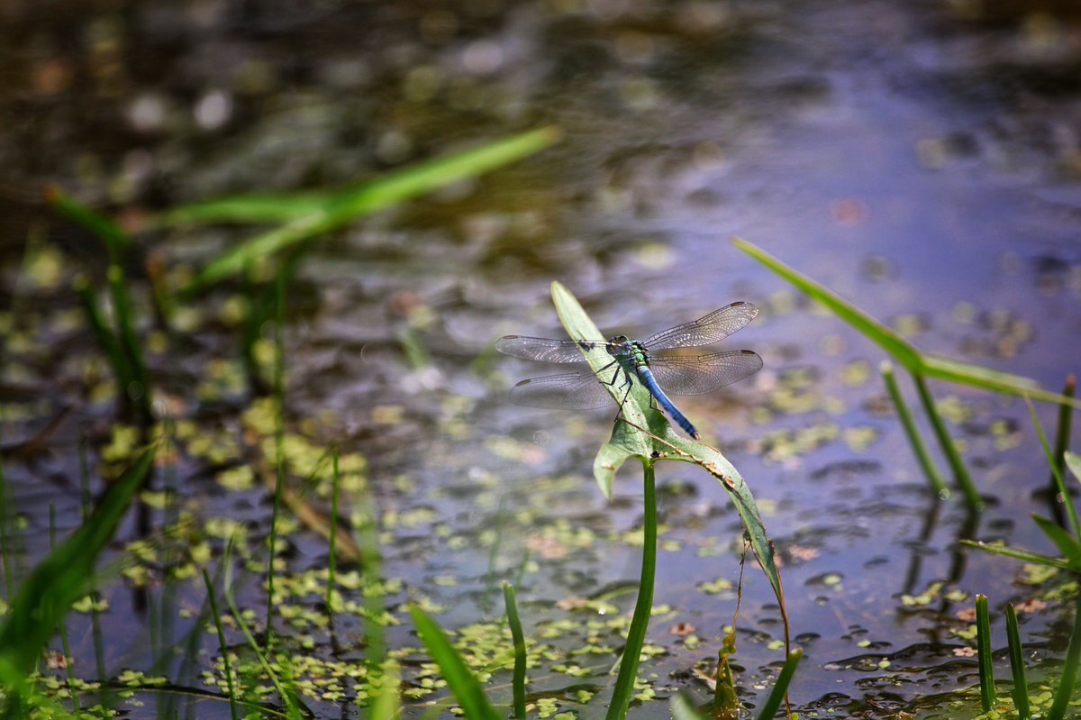 bScOtT222's tweet photo. #CanonFavPic most recent picture i love..shot with the 70D with 70-200mm f4L my favourite combination :) https://t.co/AmTtLXSMuu