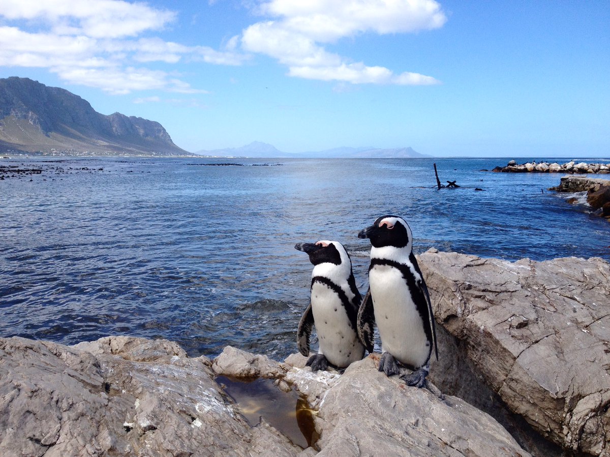 worktoroam's tweet photo. Travel rule: always make new friends. #worktoroam #remotework #digitalnomads #adventure #southafrica https://t.co/JTB5bC2kyi