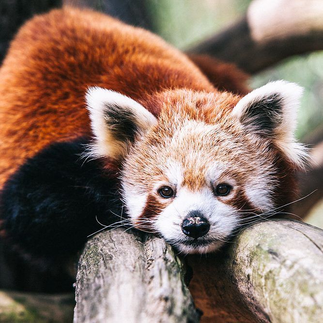 scenicstates's tweet photo. Loved getting to meet Amber, the #oglebay #zoo #redpanda last year. The #animalencounter program makes for a great … https://t.co/GLtGIFFY84