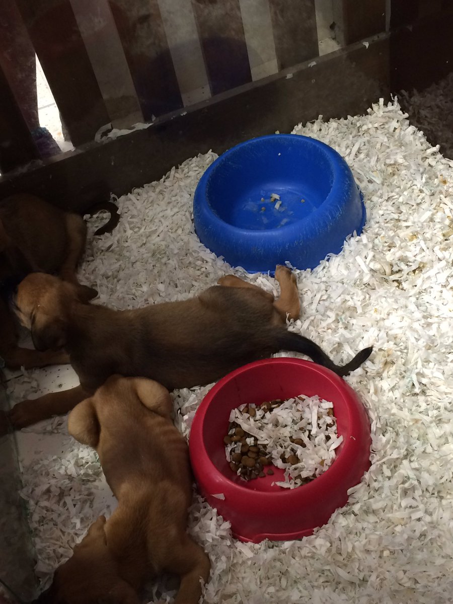 Marts_sua97's tweet photo. Me parece indignante que estén estos cachorros sin agua y pasando calor ahí metidos en @kiwoko https://t.co/Z4mIPbHiWF