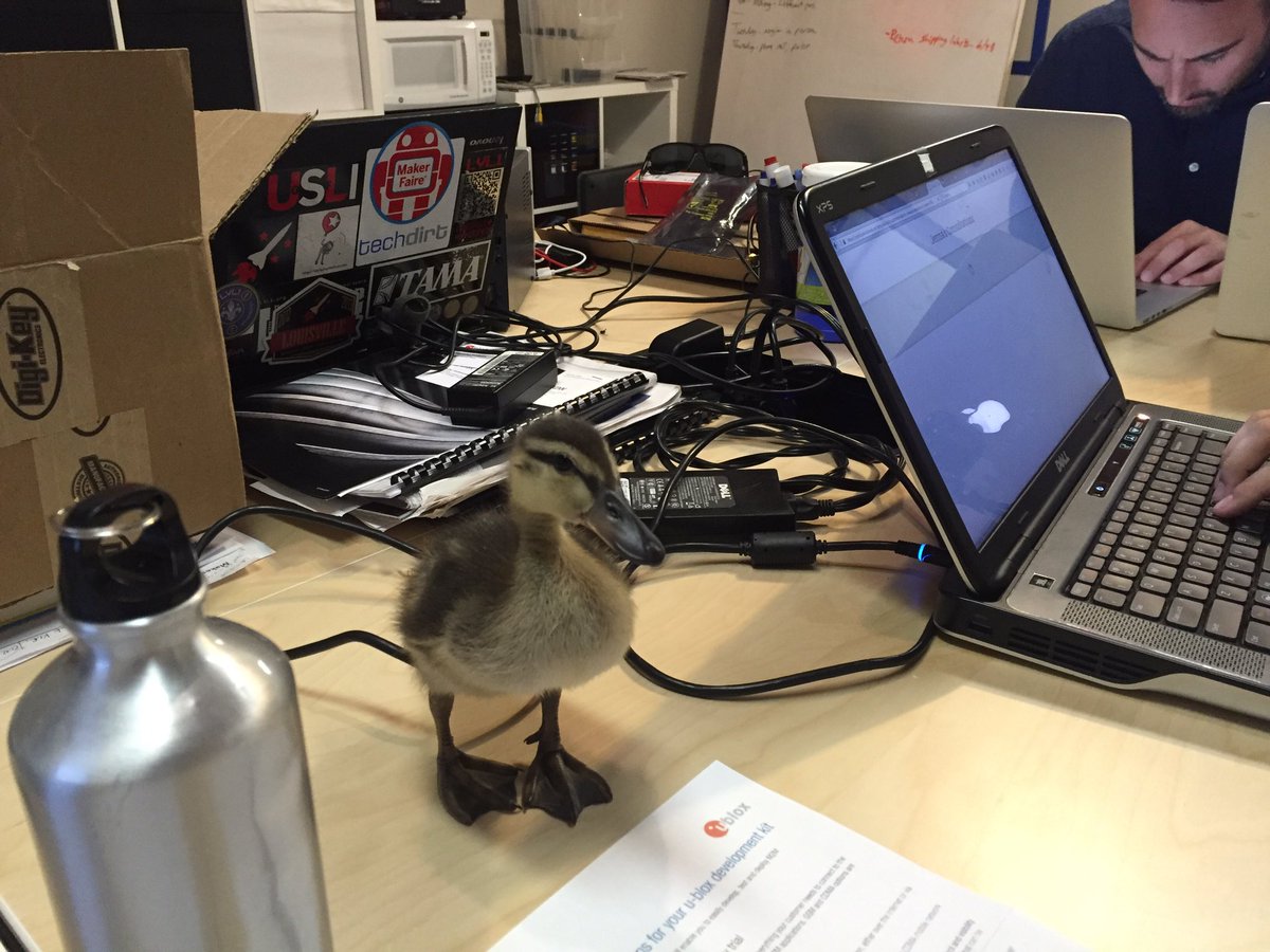 myrevio's tweet photo. Our new summer intern, Marble the duck. https://t.co/zzpWru9iMJ