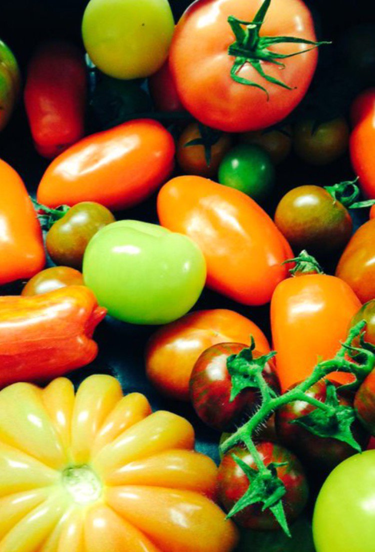 theoystershack's tweet photo. Heritage #tomatoes are in #season and making their way onto our #summer #menu #local #ethical https://t.co/kNRfPzjUFC