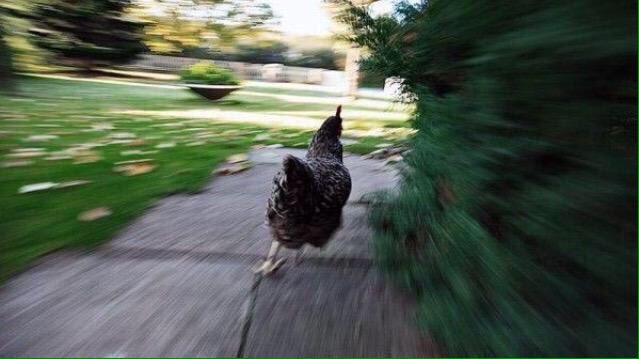 Cocky2001's tweet photo. Me when I found out today was #NationalFriedChickenDay https://t.co/6ZA3uehowZ