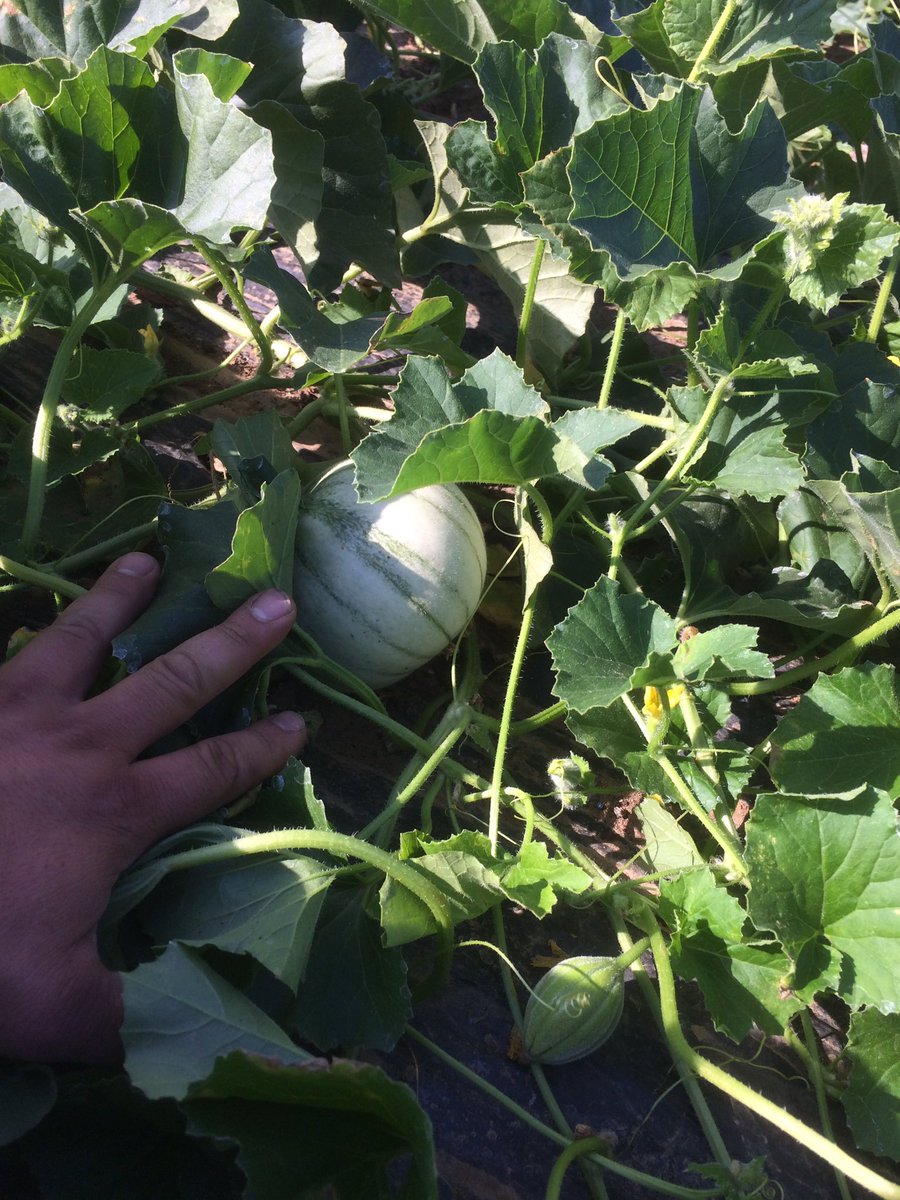 BotTrubuil's tweet photo. #melon grandissent correctement @BotTrubuil @Polemaraicher @lbspaysan https://t.co/IDXimiDAuU