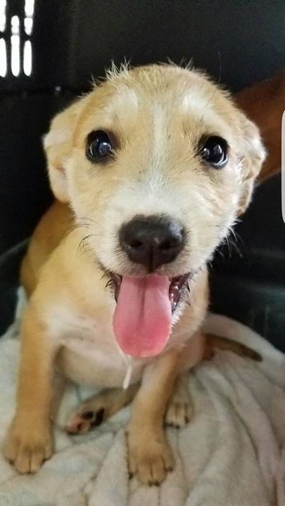 Adopt me! I am cute and only 12 weeks old! #AdoptDontShop #findmeahome #RT