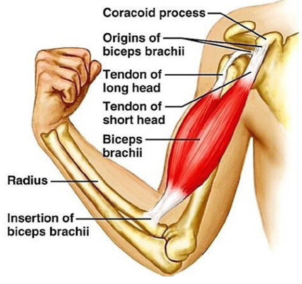 anatom-a-del-b-ceps-braquial