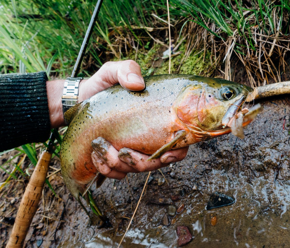 TroutBoyNW's tweet photo. Idaho cutthroat on a big dry fly. The good life. @tdvorak1 https://t.co/Pc0082dTeR