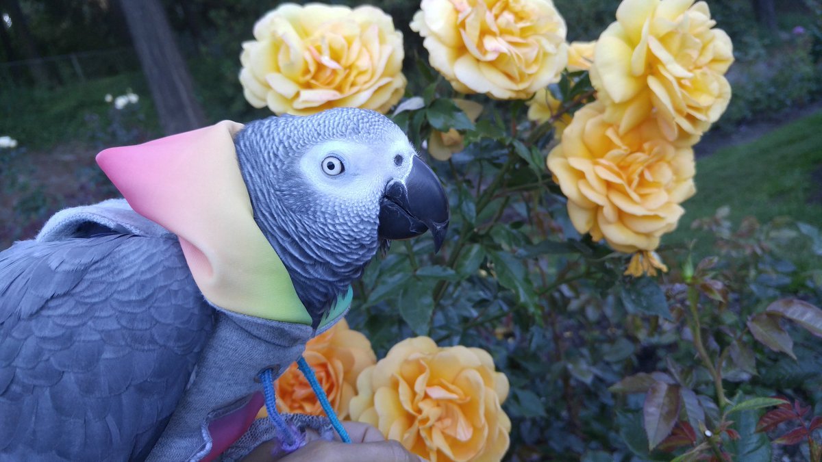 khaapula's tweet photo. @PetiPelusa Hola Buelita!!! Aqui te mando estas flores!!! Besitos!!! https://t.co/EkDLBvw3ul
