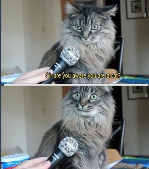 cayden's tweet photo. my roommate said "excuse me sir" to my cat and all i can think about is https://t.co/fe9r7hCBnu