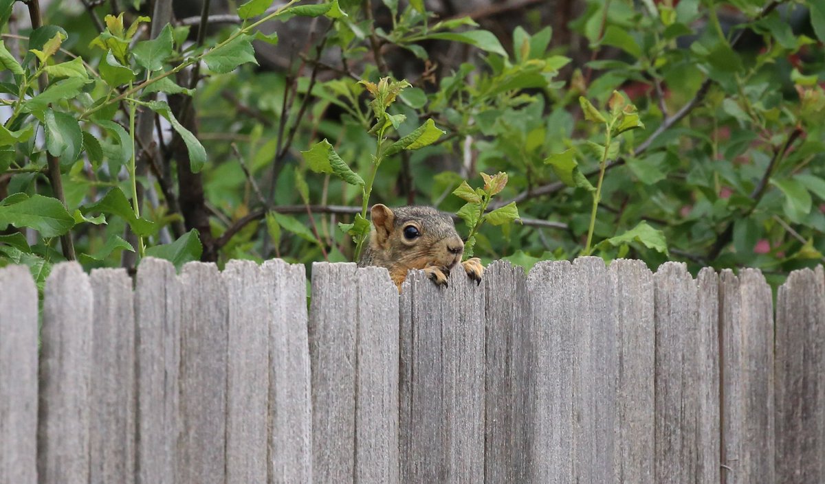 Jeremy Moore on Twitter: "'Squirrel peeking over fence trying to ...