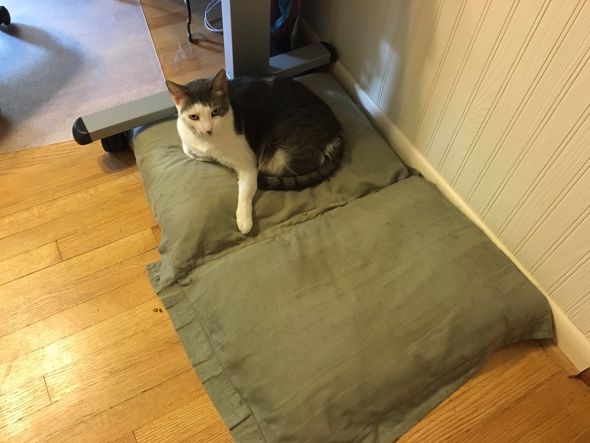NeuroticCanine's tweet photo. Mahm!!! The evil cat has taken over mah bed! https://t.co/f1vNILTs41
