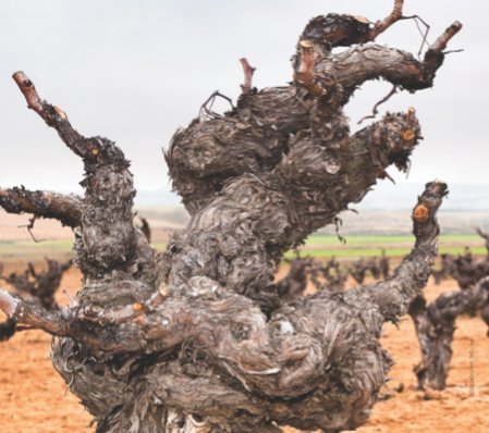 Is it sustainable for producers to keep old vines in the ground? fb.me/CasFOxXq #CapeWinelands #SouthAfrica