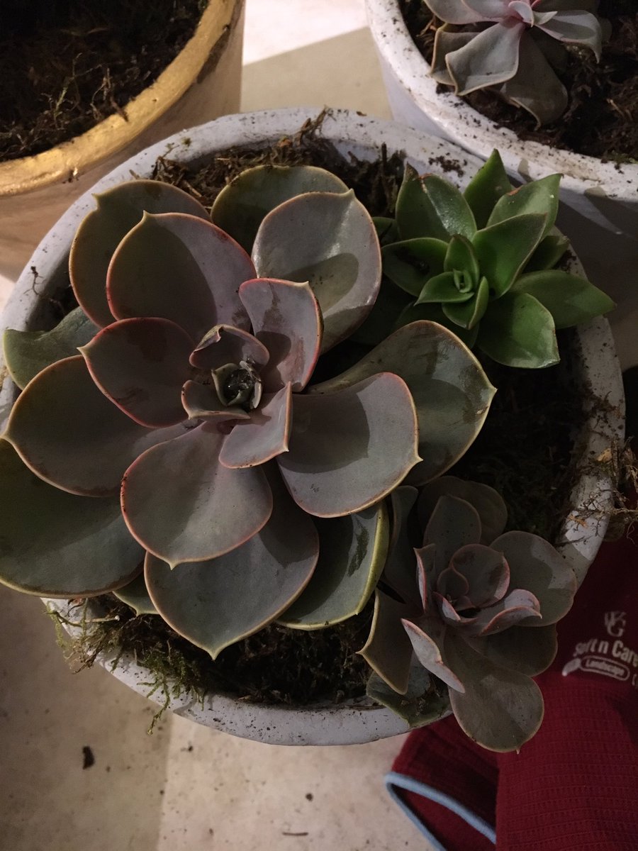 Lots of lovely succulents for sale <a href="/GWFlowers/">Greenwheat Flowers</a>  now, easy to look after and look great