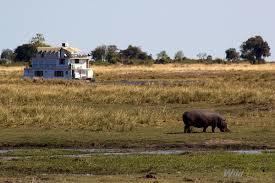 A8. Seeing elephants &amp; hippos from my window on the <a href="/ZQCollection/">ZQ Collection</a> Zambezi Queen in Namibia! #AdvTravelChat