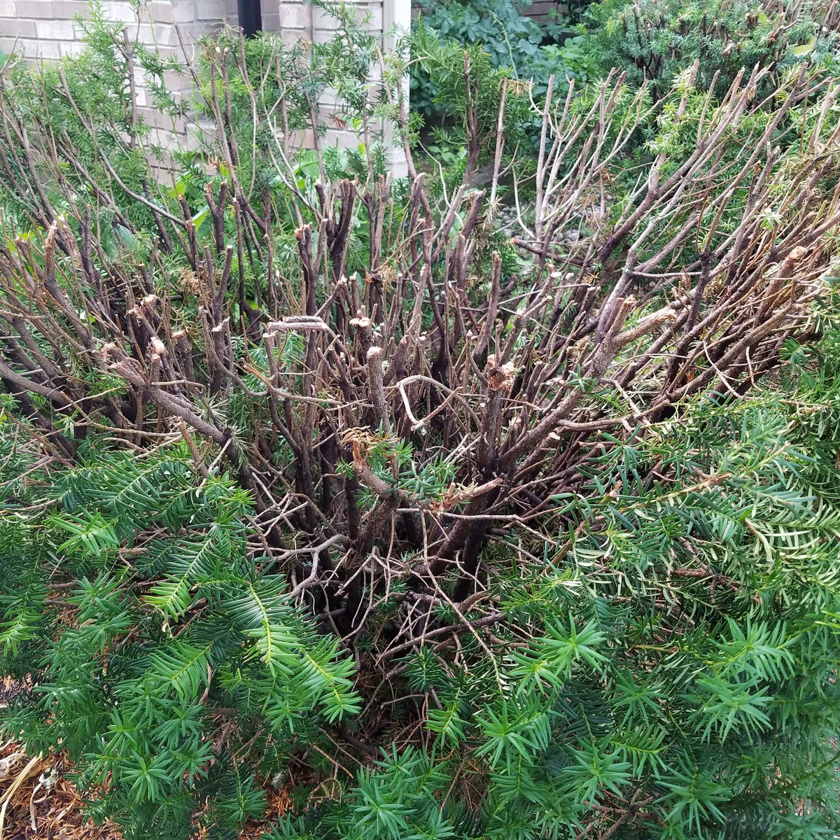 My dad, who also cut my hair for the first 4 years of my life, did this to our bushes.