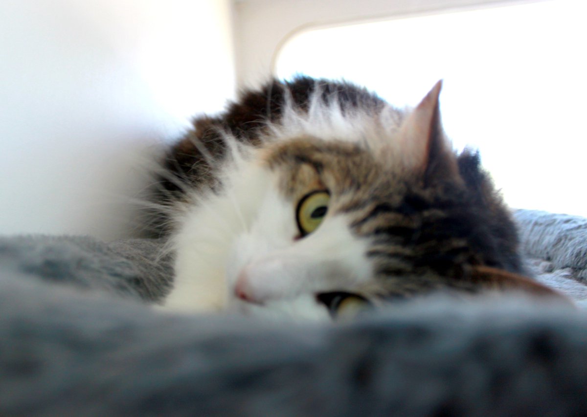 groversimba2's tweet photo. BOARDER OF THE DAY: This sweet girl is Cupcake. She loves head scratches and chin rubs. #veterinary #cats #boarding https://t.co/1KRB1wXECA