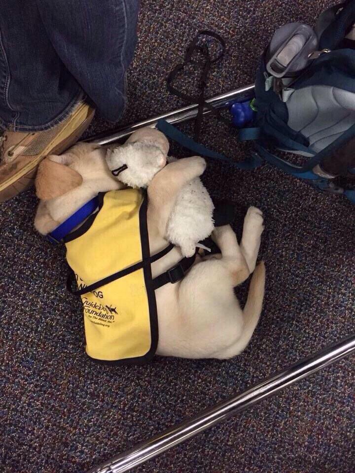 BabyAnimalsPicz's tweet photo. Guide dog puppy with his teddy bear 😍 https://t.co/vMATX1NUzJ