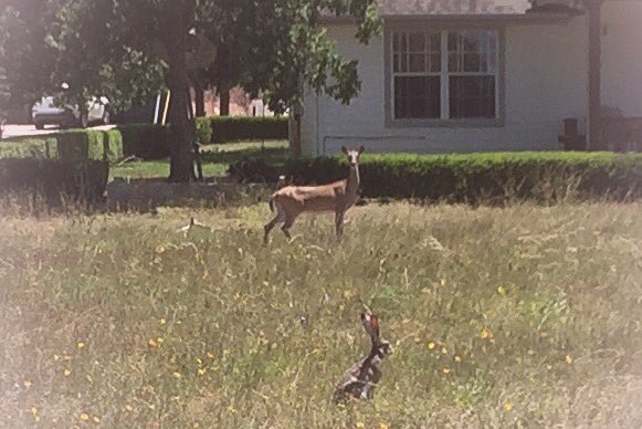 EdPerezMusic's tweet photo. Bambi and Thumper decided to join me during our round today. #FlyingLRanch #Golf #Summer2016 https://t.co/iX5MeEnvIV