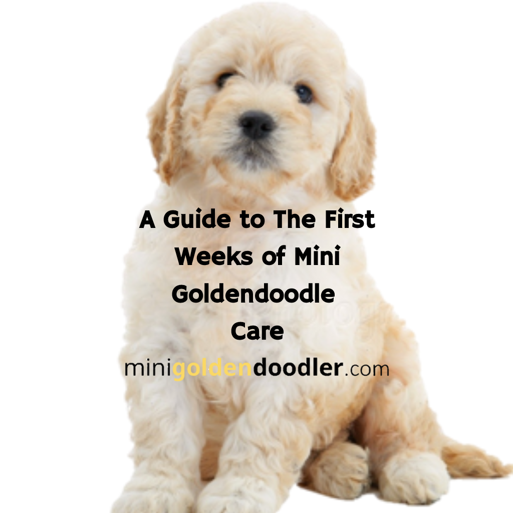 mgdoodler's tweet photo. New Article: A Guide to the First Weeks of Mini Goldendoodle Care! https://t.co/OoYDI6ER2x https://t.co/ydfqjFIejI