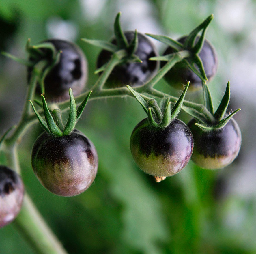 Angelo_Dorny's tweet photo. Waar blauwe en paarse tomaten hun opvallende kleurtje vandaan halen, lees je op de blog:
https://t.co/S4W4uheGJV https://t.co/jUCdQmT0M8