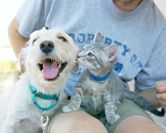 Meridian PetSmart tweet media