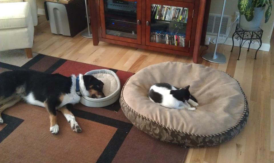 BabyAnimalsPicz's tweet photo. My friend’s cat is an asshole https://t.co/LSpdpkCK8r