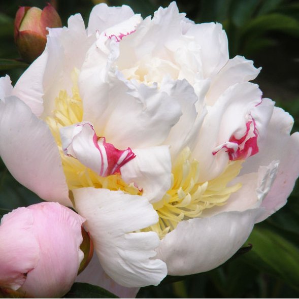 Nododam Jums vērtēšanai un pirkumiem peoniju selekcionāra Jāņa Dukaļska pirmo šķirņu simtu. darzalaiks.lv/index.php/kate…