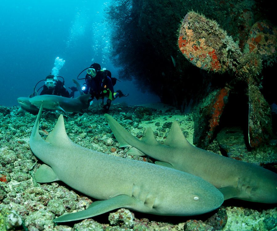 grenadadiving's tweet photo. Did you know sharks keep other marine life in healthy balance?#travel #discovergrenada #puregrenada #wednesdaywisdom https://t.co/b8Hl0lG6m2