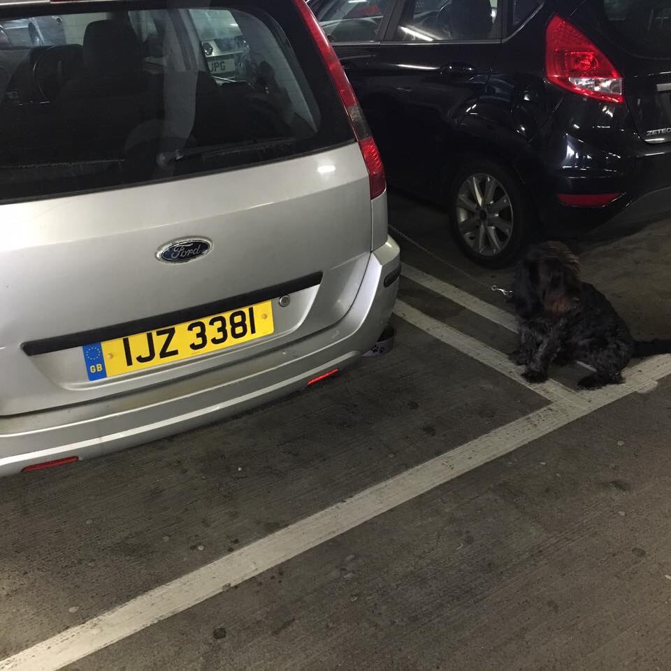 AngryBritain's tweet photo. This spotted today @TweetBluewater car park by a friend. The dog, on its own, tied to a car. Yes, really ... #wtf https://t.co/jFoZPFkNHC