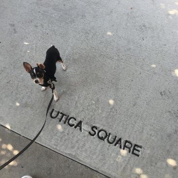 uticasquare's tweet photo. Are you bringing your fur baby to #SummersFifthNight tomorrow night too? https://t.co/cIR8ARCIaS