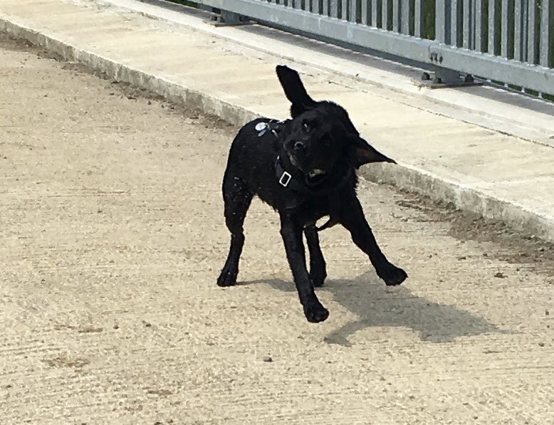 EllabeeW's tweet photo. Here's Riley , being a nut case and letting off steam #bluecross #dogsforgood #middlechildtv #DogRescuers https://t.co/T1iS58AcTx