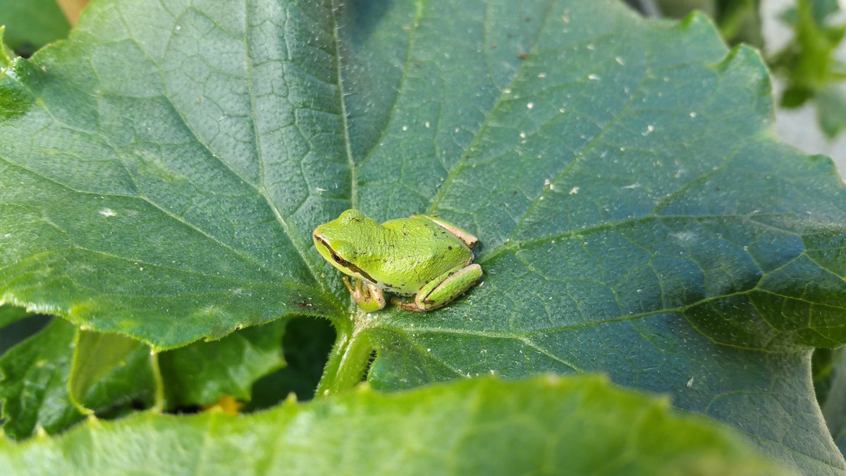 LEDVEGETABLE's tweet photo. #baby #greentreefrog on mom's #garden #bushcucumbers https://t.co/sBUS3hFQtB