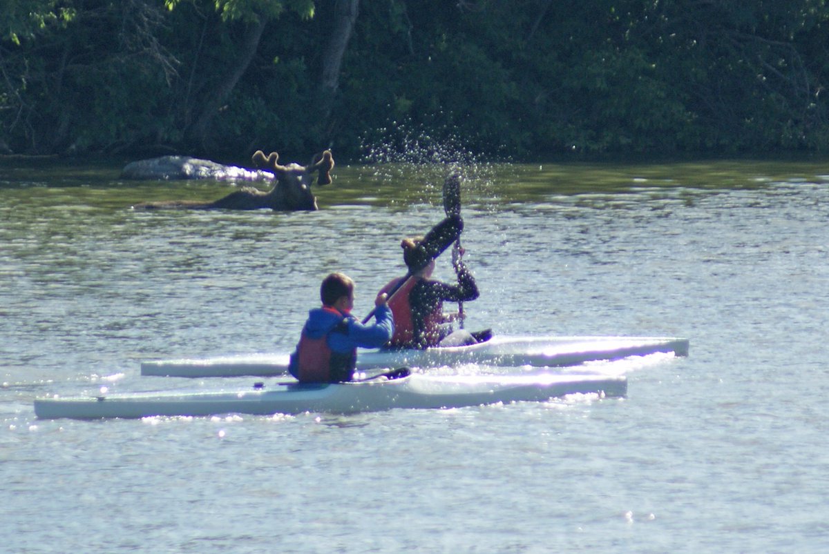 CanoeKayakCAN's tweet photo. Oh Canada! It doesn’t get much more #Canadian than this photo of a moose in Wascana Lake with two paddlers #WePaddle https://t.co/rpUnqRaxHc